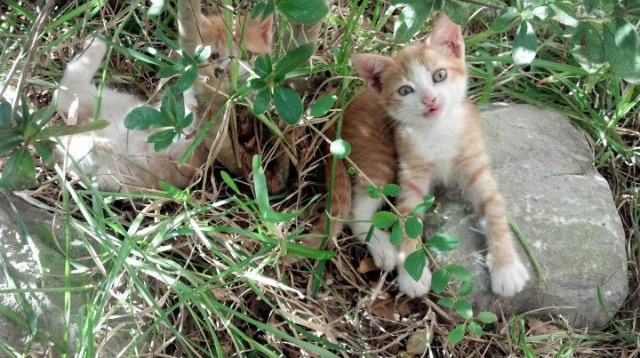 当苏格兰人封锁马赛,姆巴佩的破晓之战