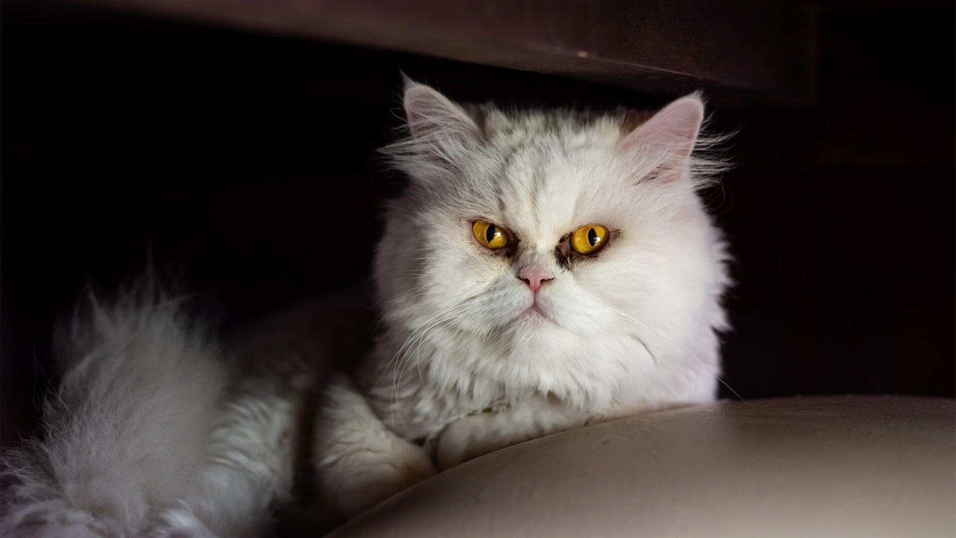 生死战奇迹！尼克斯东决险胜步行者，杰伦格林关键接管定乾坤