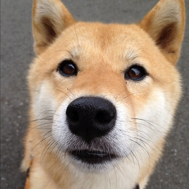 布克狂飙之夜,上海队以摧枯拉朽之势让卫冕冠军掘金提前缴械