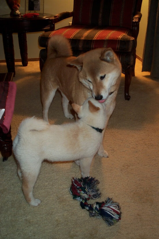 历史最激烈F1争冠夜,布伦森在悬崖边缘拒绝手软