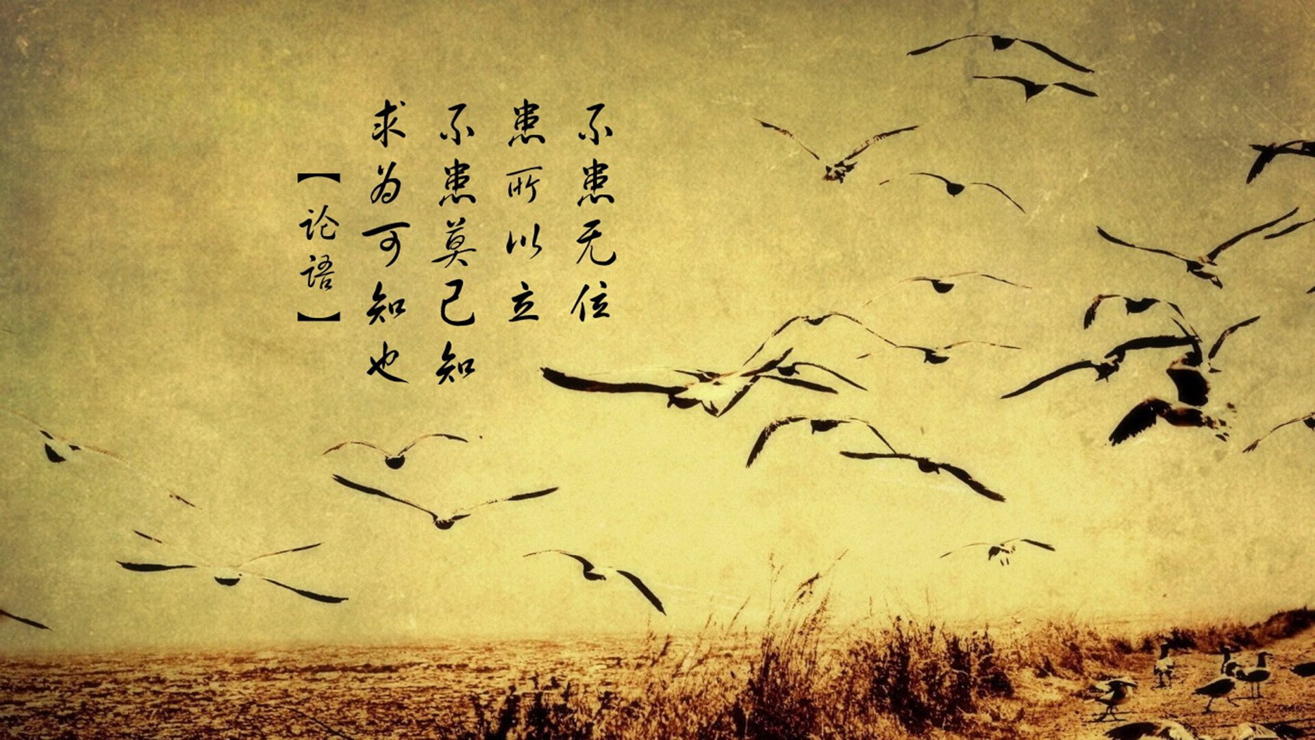 音符与钢铁，武切维奇如何指挥尼克斯打穿独行侠的防御交响