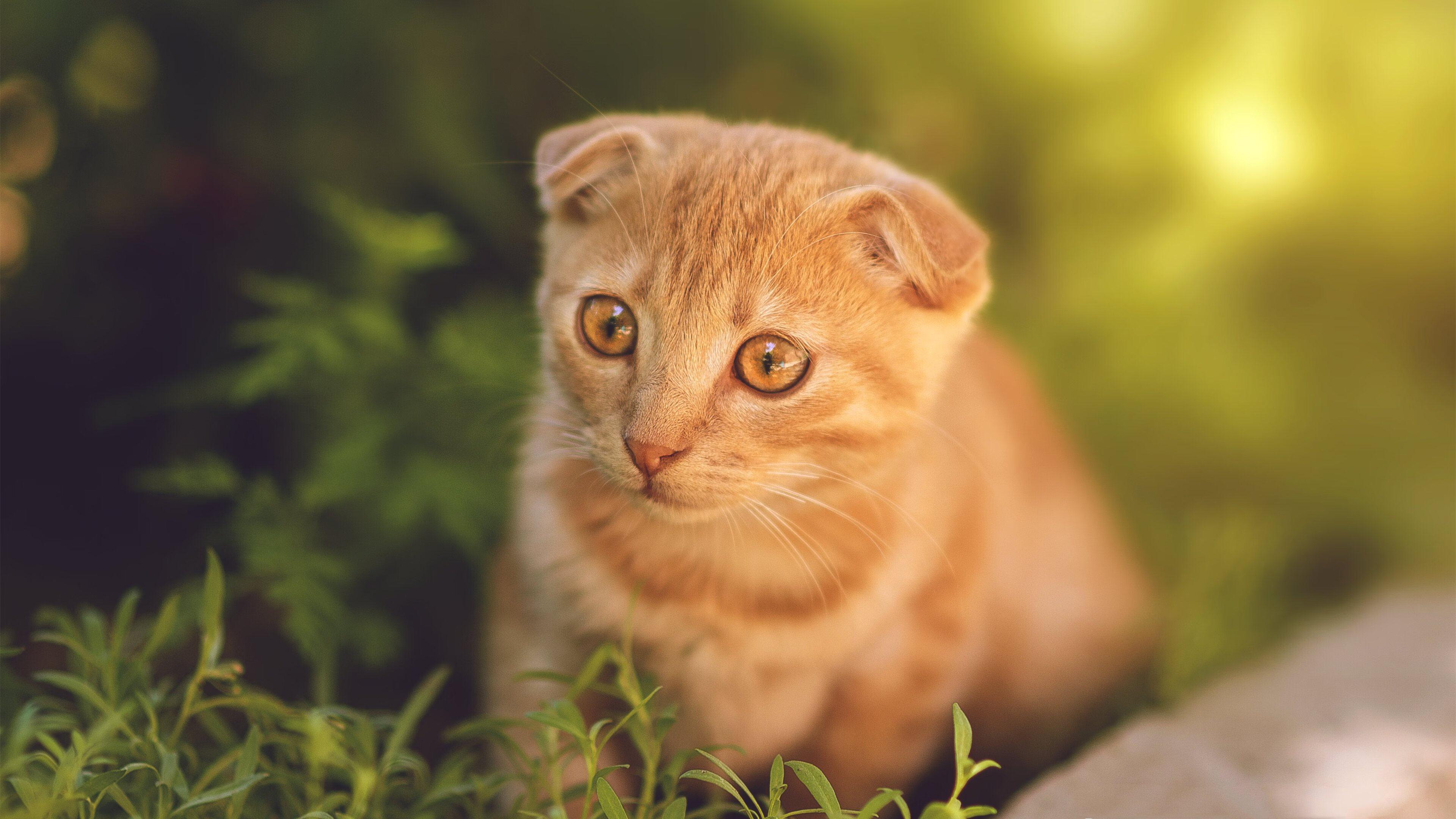 唯一性的见证，奥斯梅恩纪录之夜与波兰翻盘利物浦的震撼