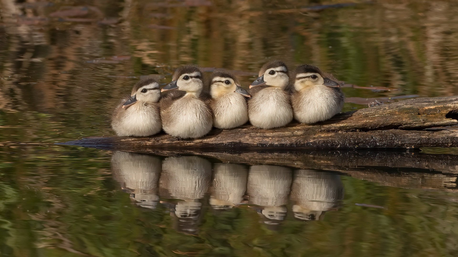 英超争冠之夜，当蓝色淹没红色，拉梅洛的剑锋为何无人可挡？
