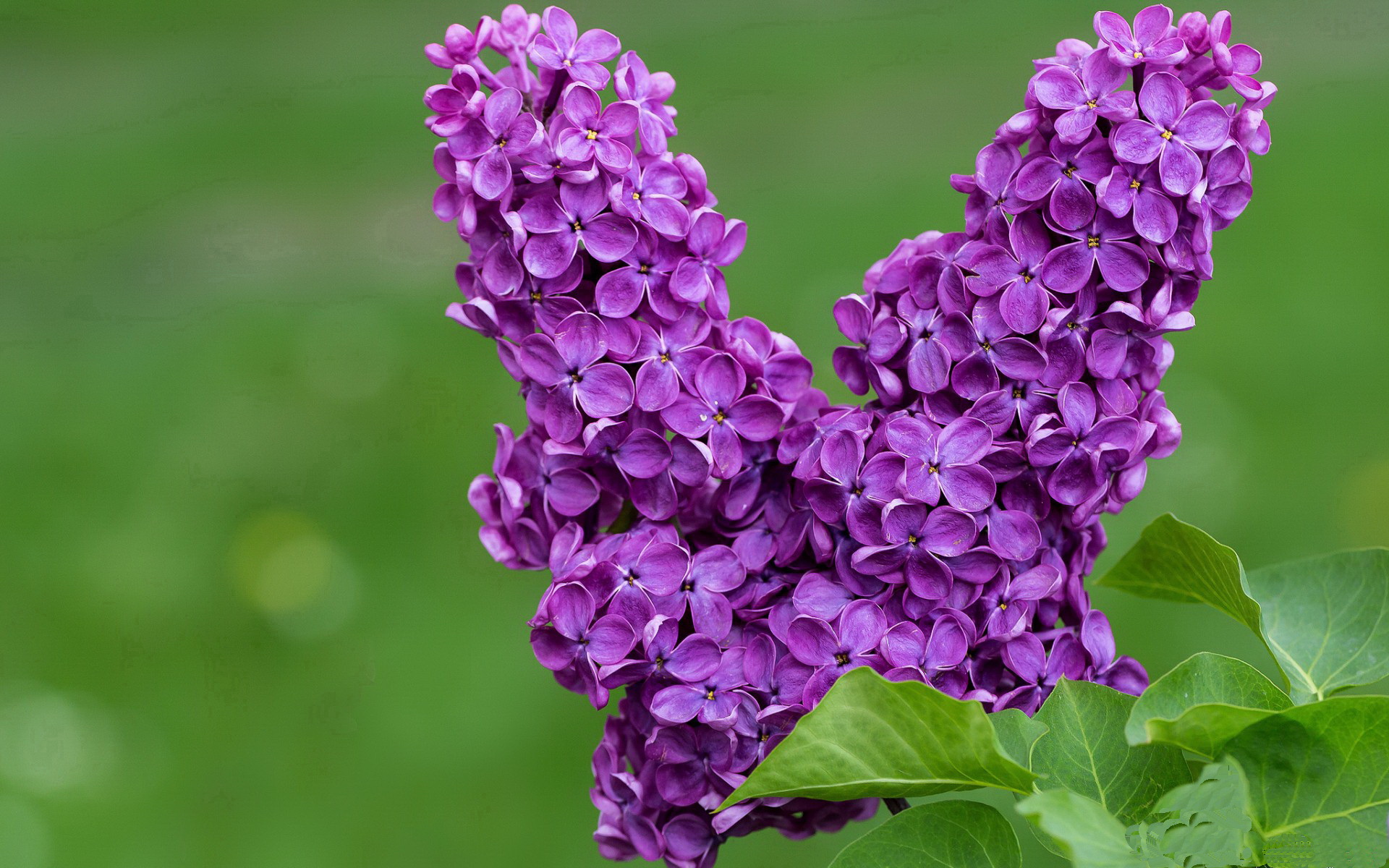 三分雨中的绝命宣言，火箭如何用现代篮球的极致公式碾碎公牛