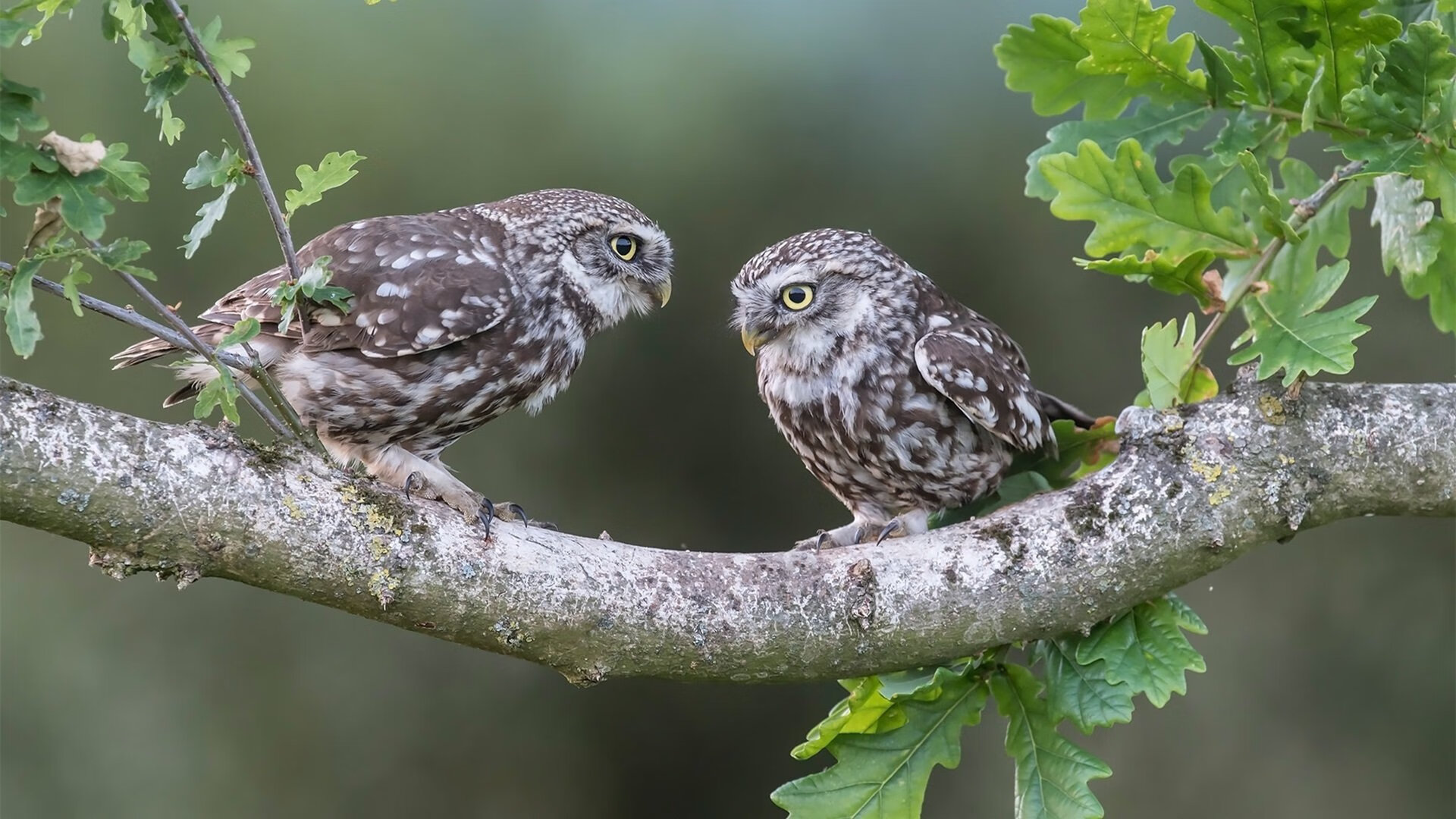 当提前终结遇见抢七接管，巴斯托尼的传奇之夜