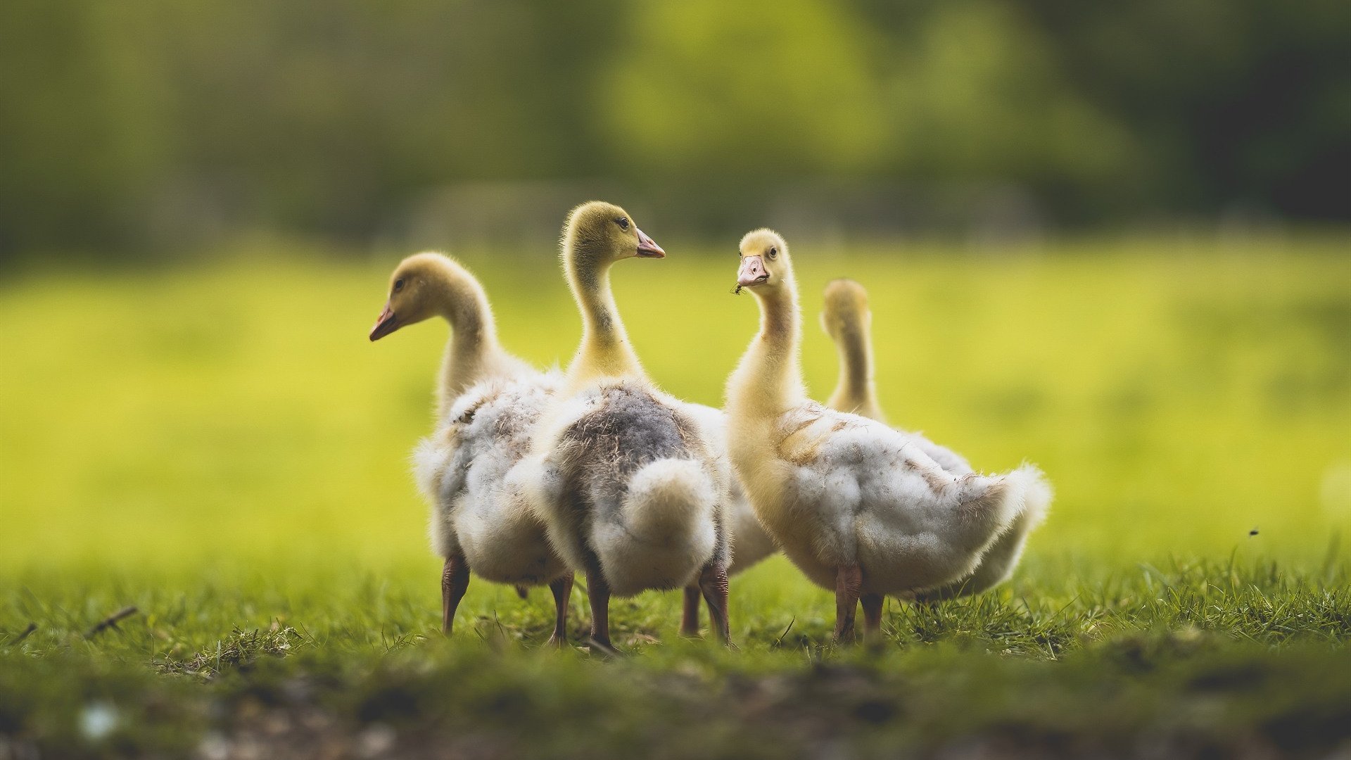飞驰的篮球赛道,当F1街道赛的精准对决照见吉林队的生死弯道