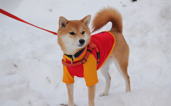 关键时刻连砍8分！老牌控卫保罗末节发力，勇士主场轻取骑士