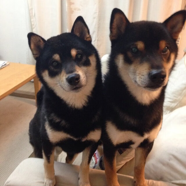 孤星燎原，当独行侠的利刃刺穿公牛阵线，布伦森在喧嚣中雕刻寂静