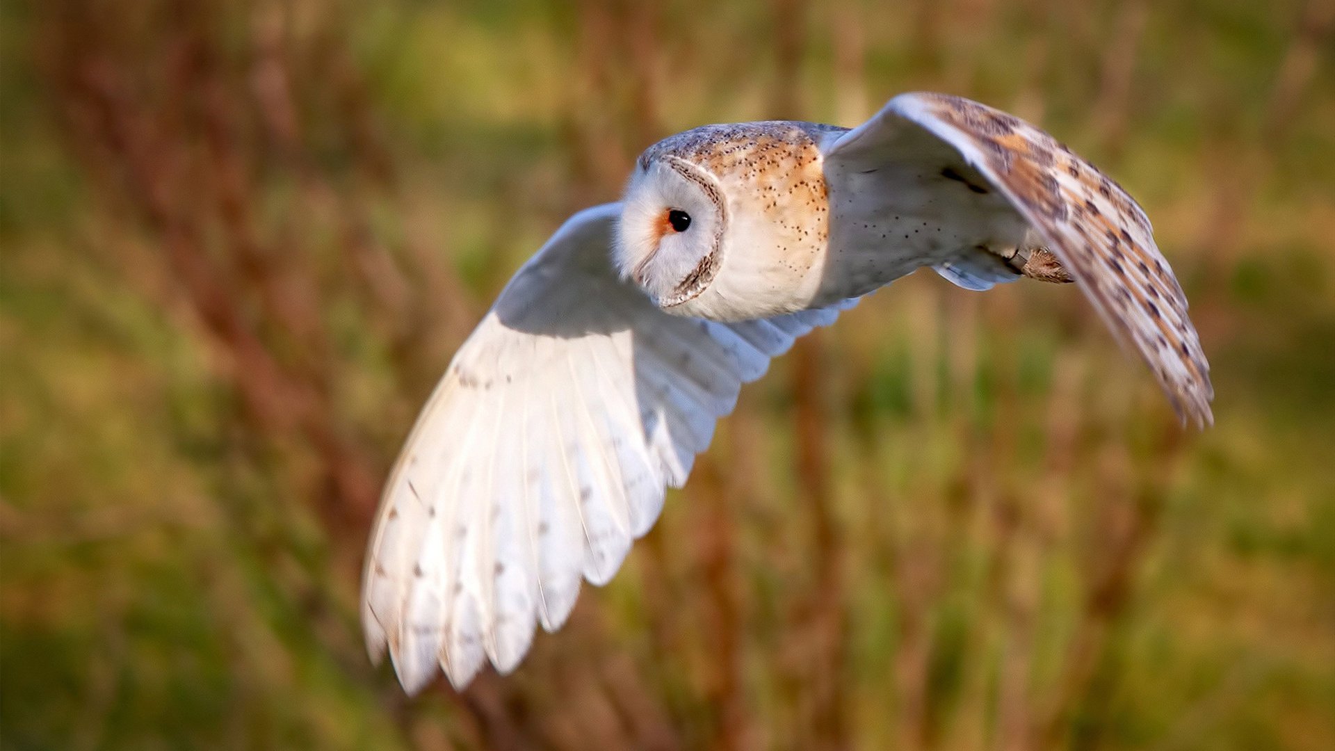 绿茵场上的逆袭诗篇,萨卡点亮波兰逆转哥斯达黎加之夜
