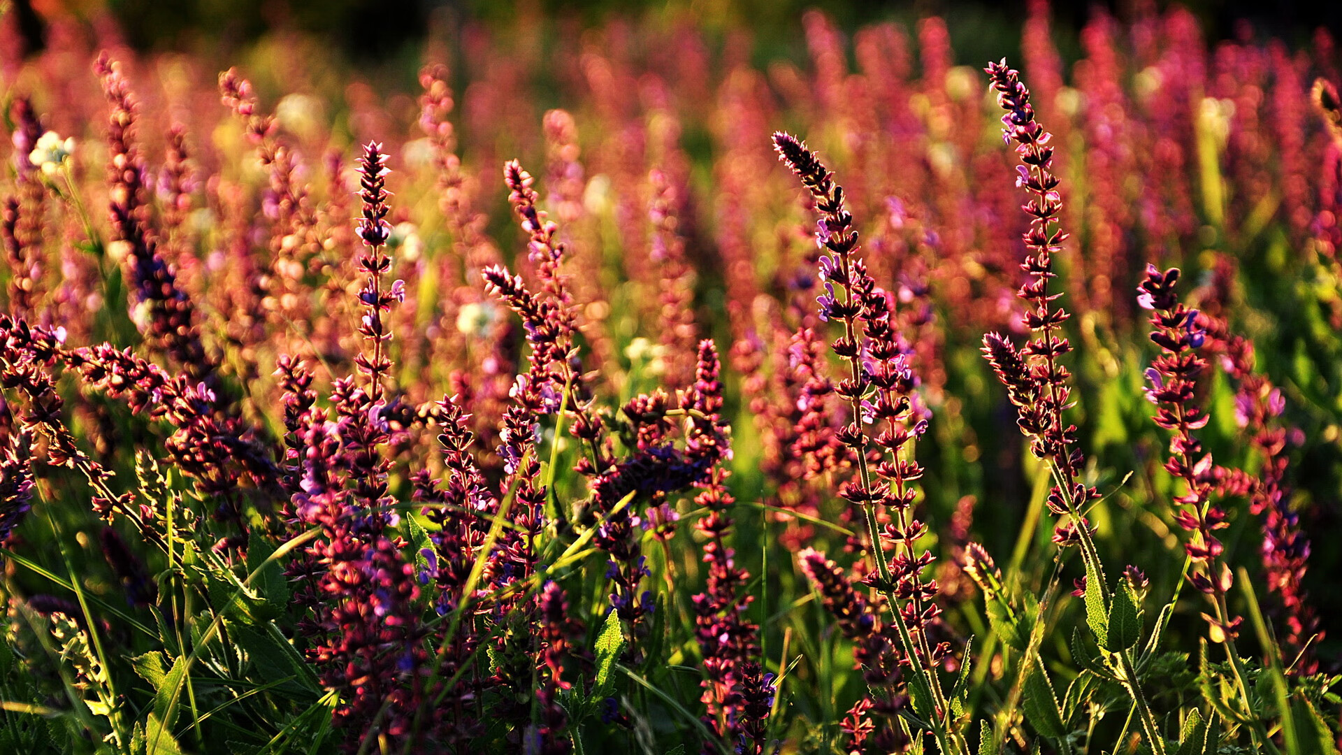 铁壁降熊焰,骑士精密绞杀背后的现代篮球密码