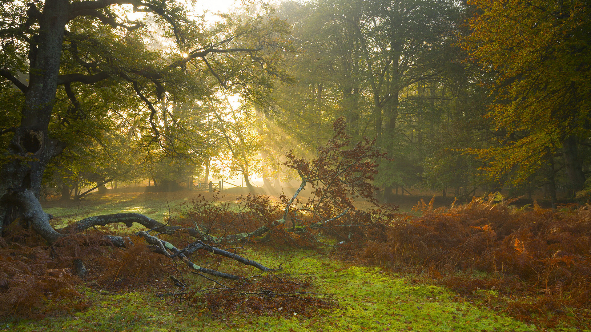 巴林沙漠与凤凰城午夜，当两种极速同时点燃烈焰与爆发