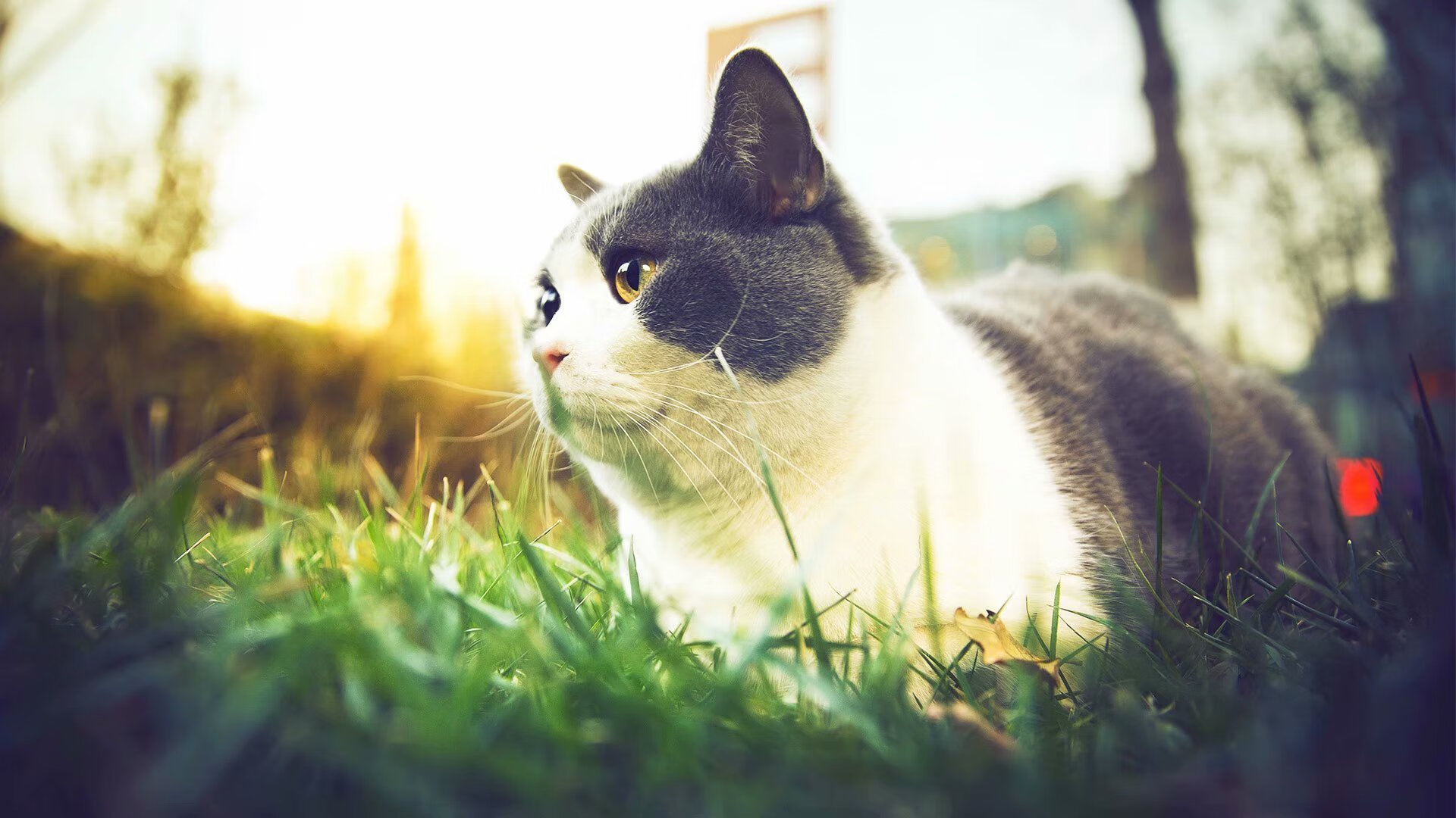 东方巨龙遭遇地中海烈焰,摩纳哥战术机器如何碾碎韩国战车,布鲁诺上演史诗级个人秀