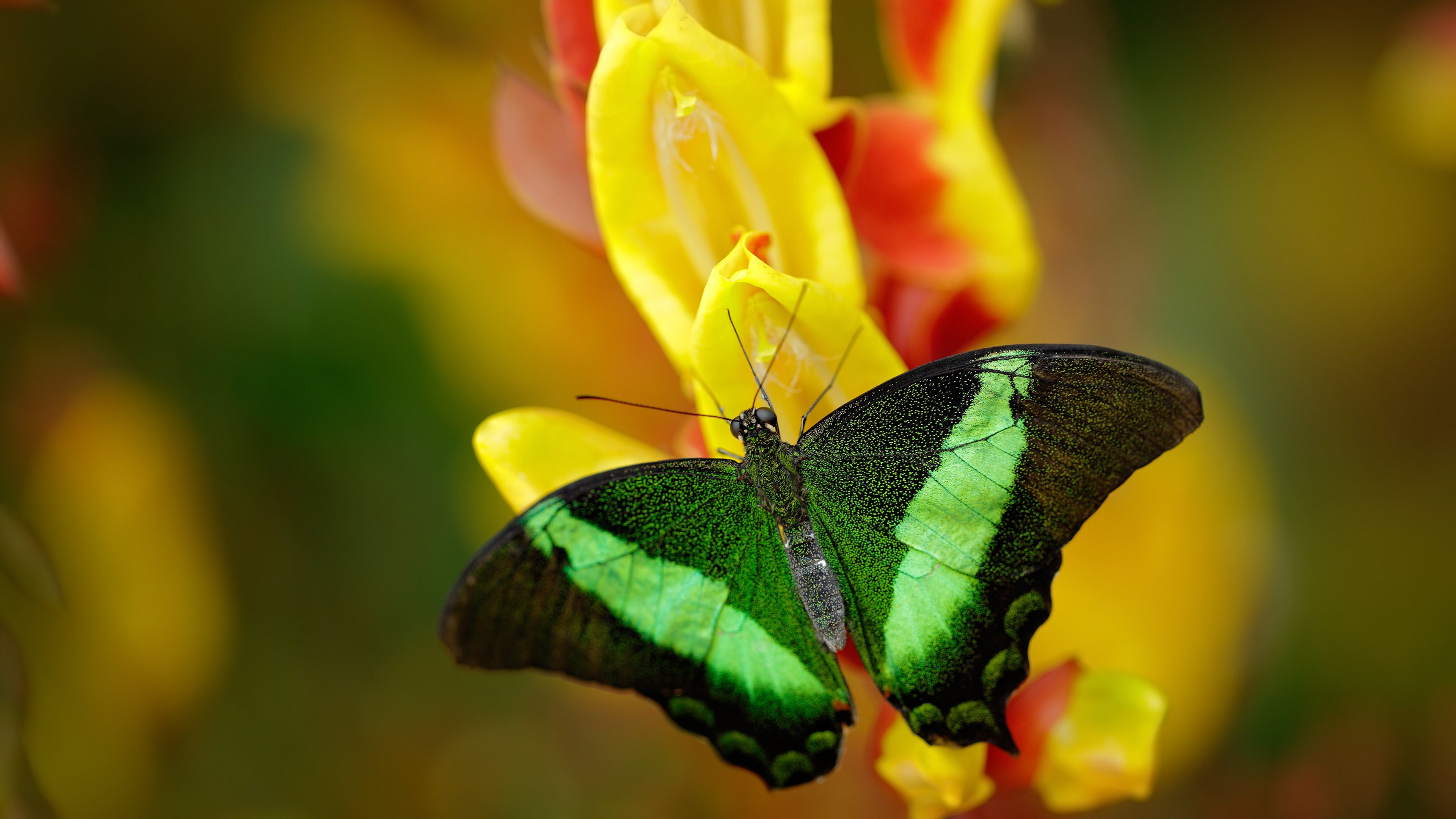 恩比德跨城血战，当费城大帝空降雷霆快船嗜血对决