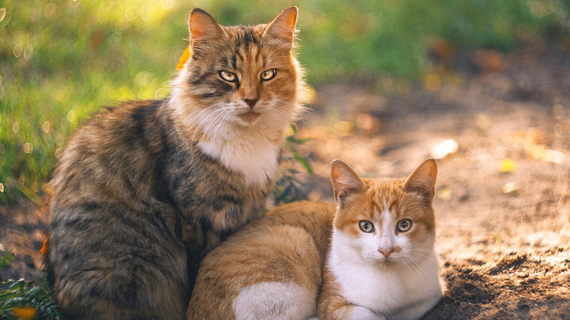 格列兹曼孤独加冕夜，德国战车碾过奥地利防线