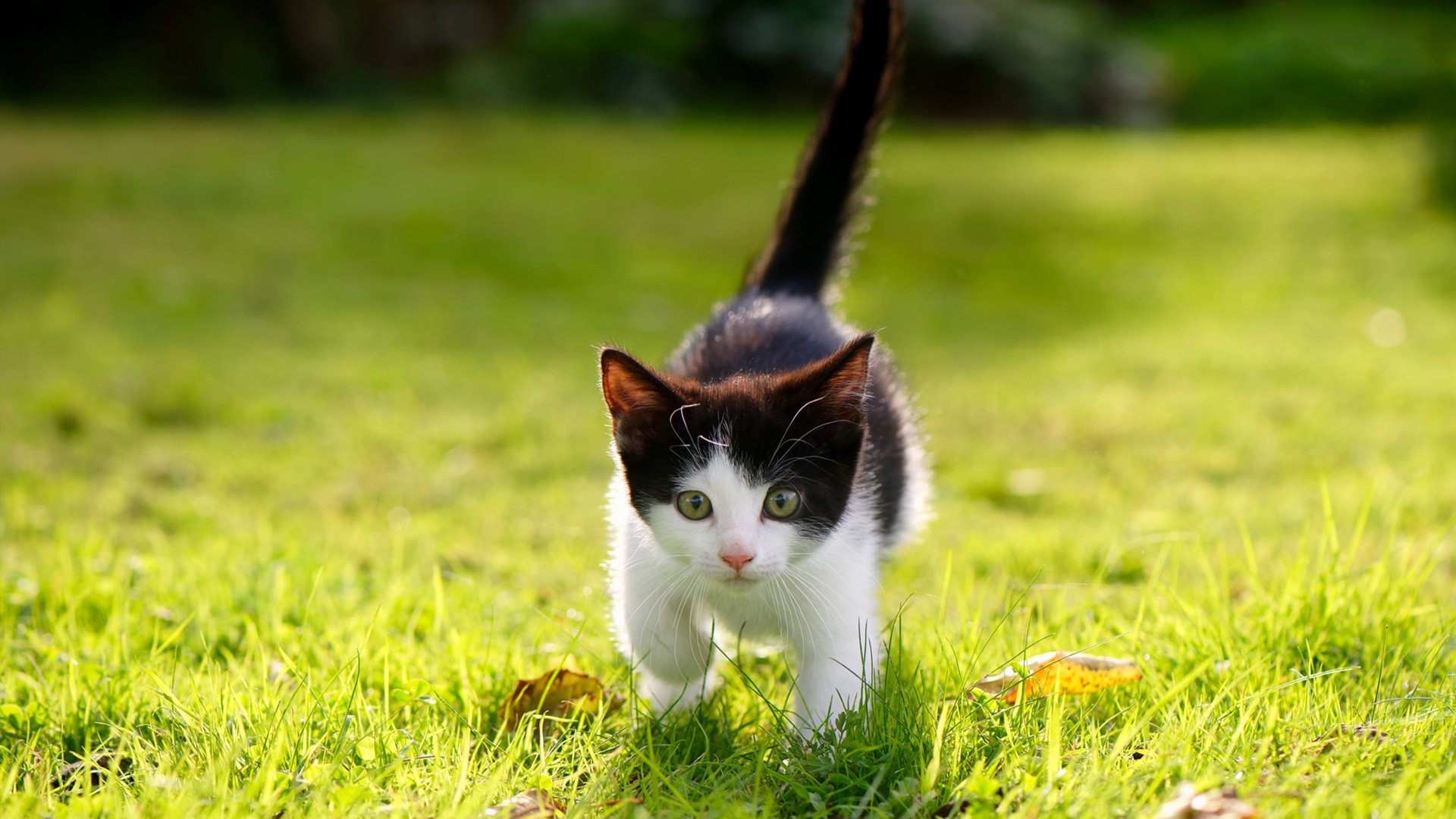 足球厨房的魔法配方,当巴拉圭烤肉遇上雷恩可丽饼,厄德高撒下最后那撮盐