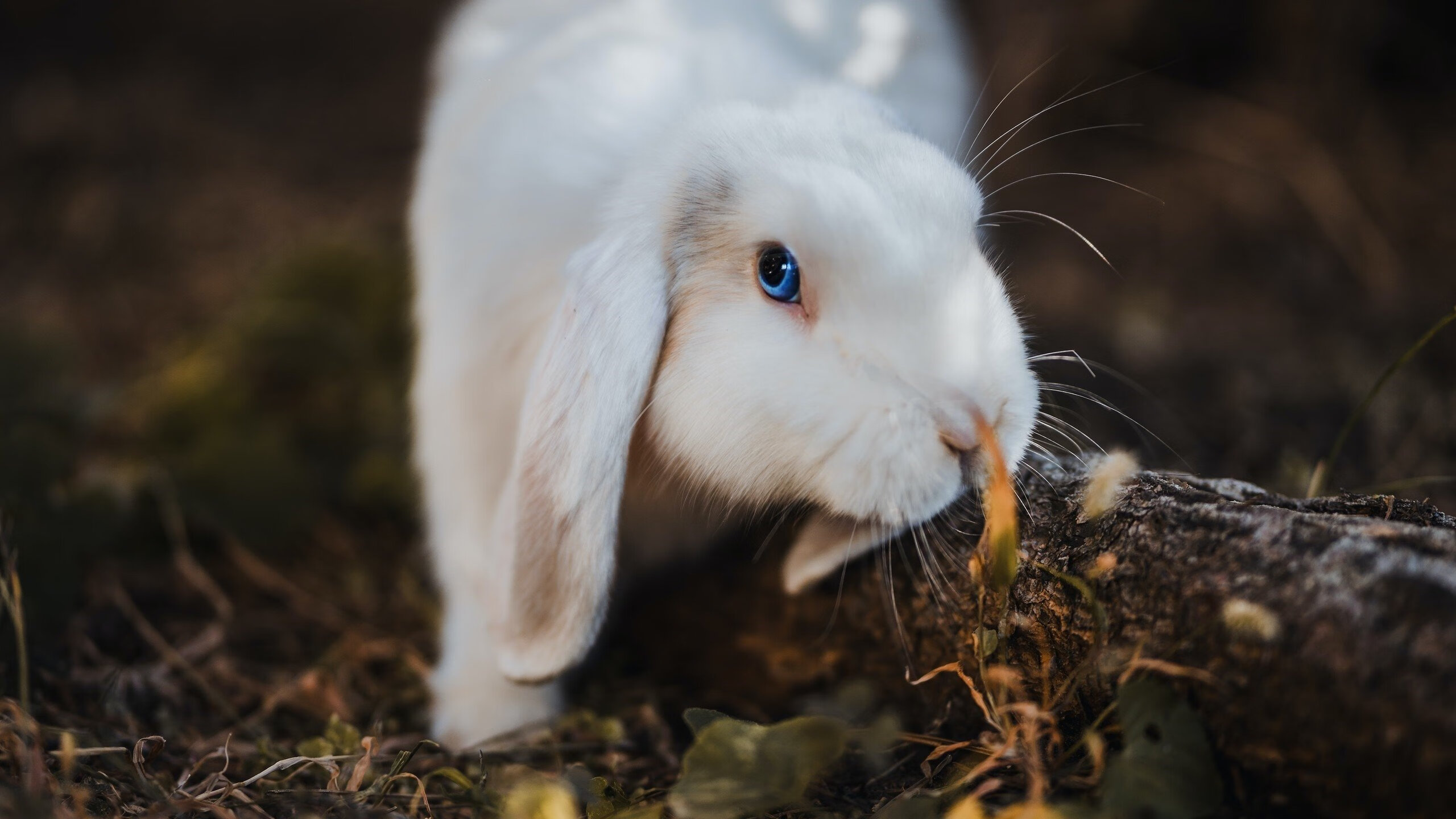 橙色铁骑锁死天才闪光，荷兰式防守如何强行终结皇家社会的萨卡爆发