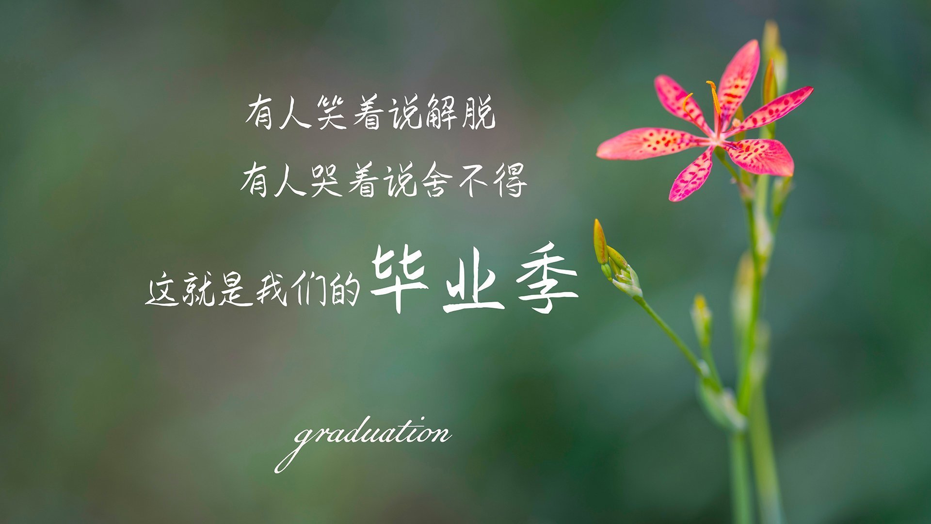 孤星破夜雨，机械碾荆棘，当个人英雄主义撞上体系生存主义