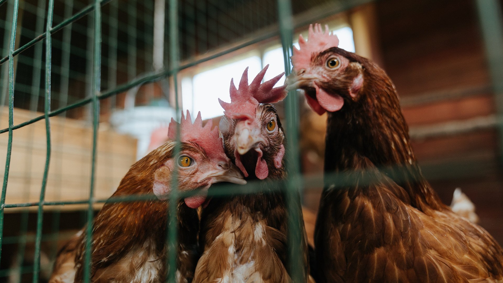 血色四分钟，莫兰特如何以冰与火刺穿开拓者胜利咽喉